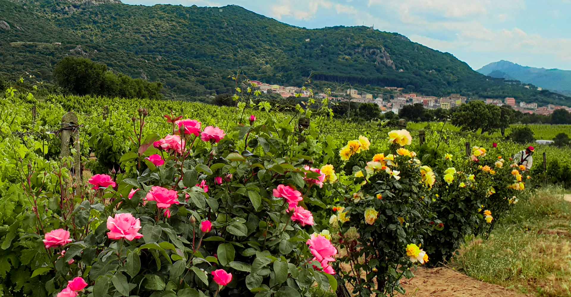 https://www.agriturismoilvermentino.it/wp-content/uploads/2020/12/01-TANI-TERRITORIO-VIGNE-VINI-CANTINA-MONTI-GALLURA-VERMENTINO-DOCG-DOC-IGT-ITALIA-SARDEGNA.jpg